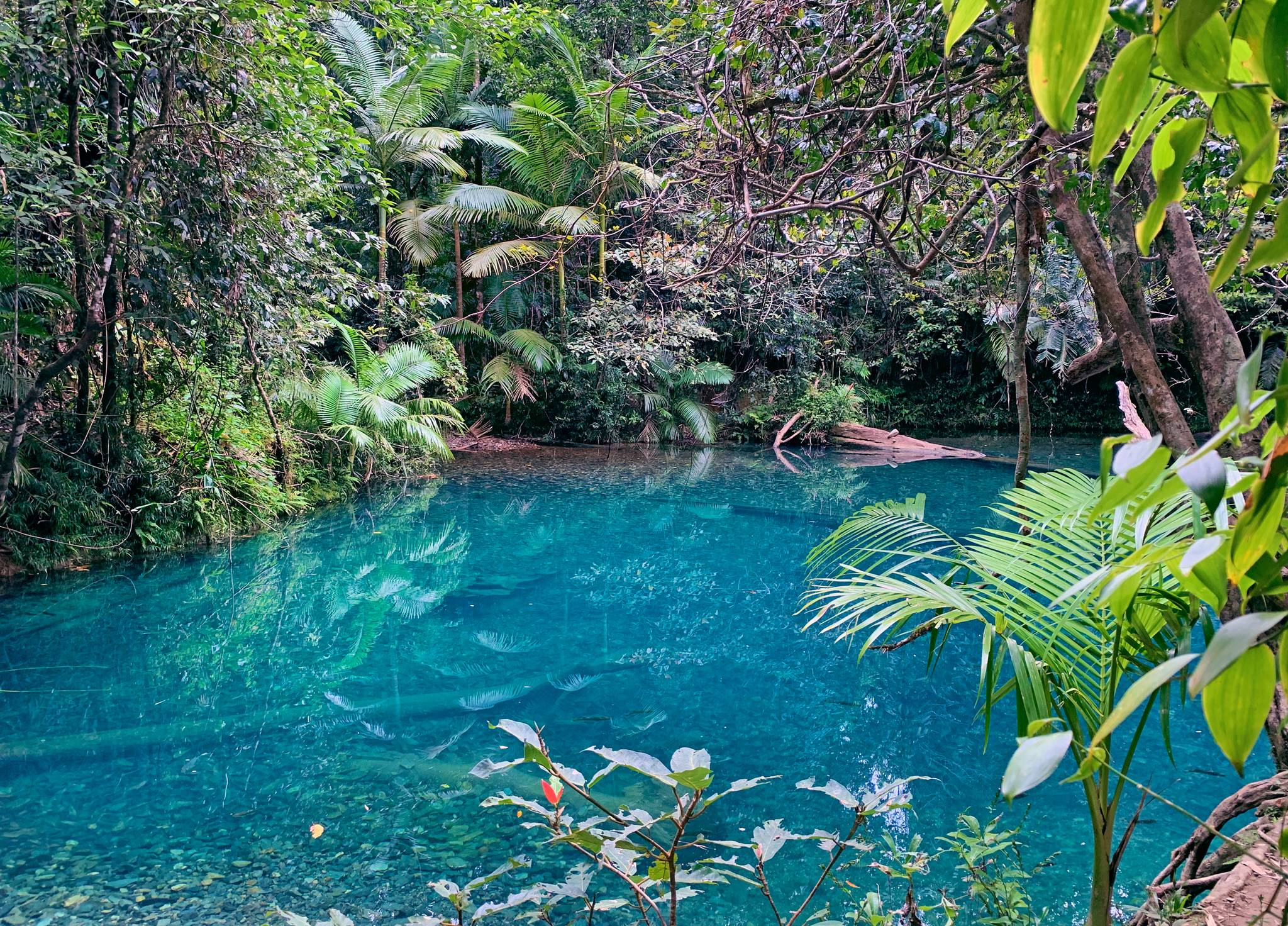 daintree forest