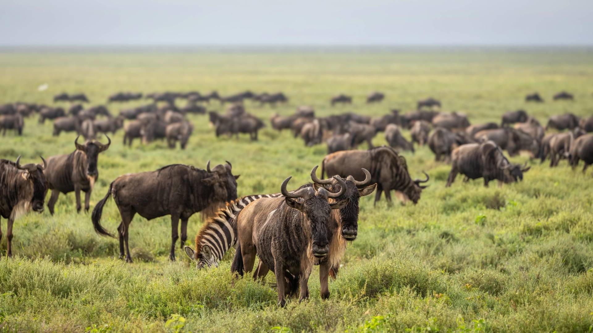 ndutu plains