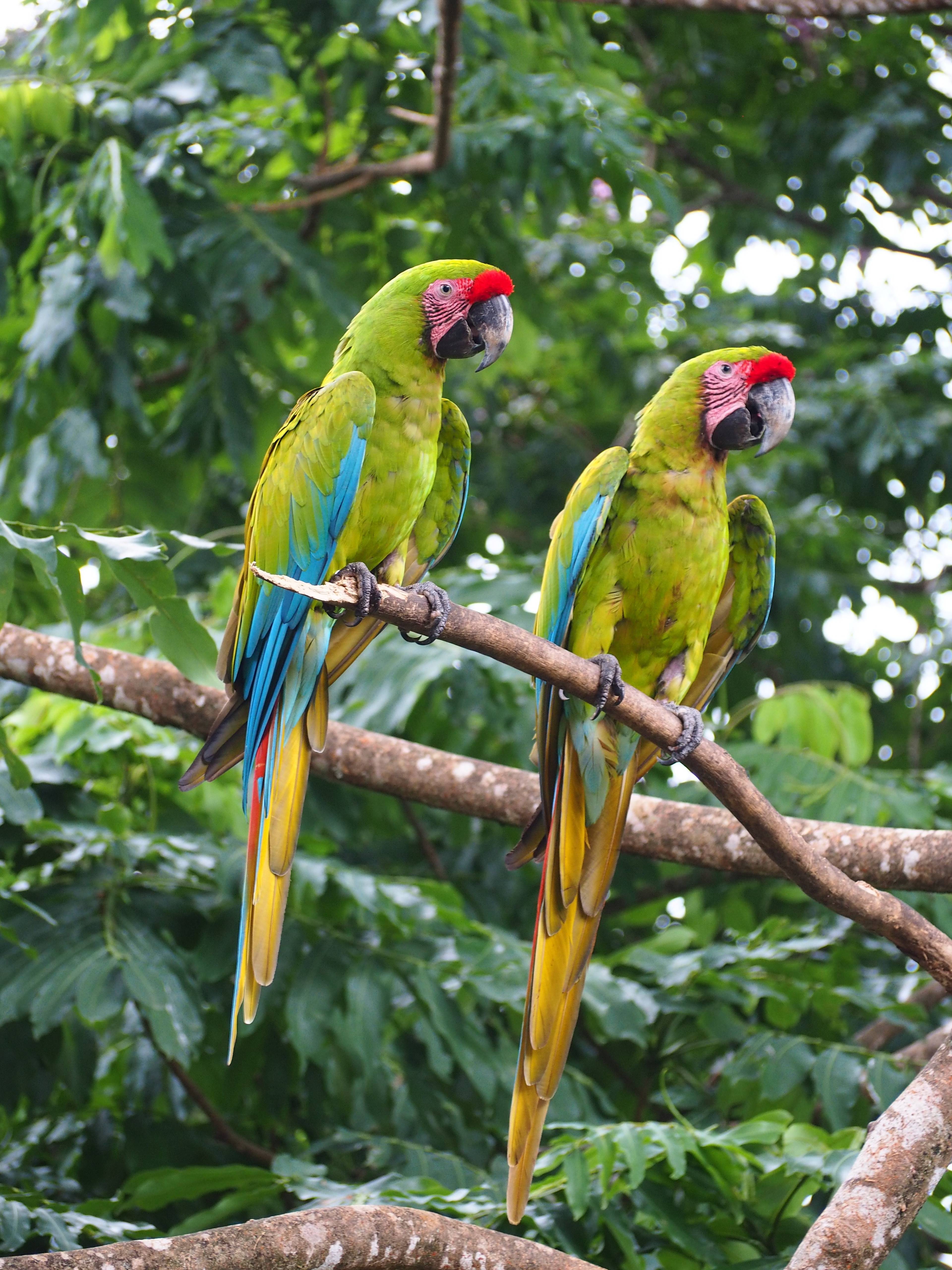 pappagalli in costa rica