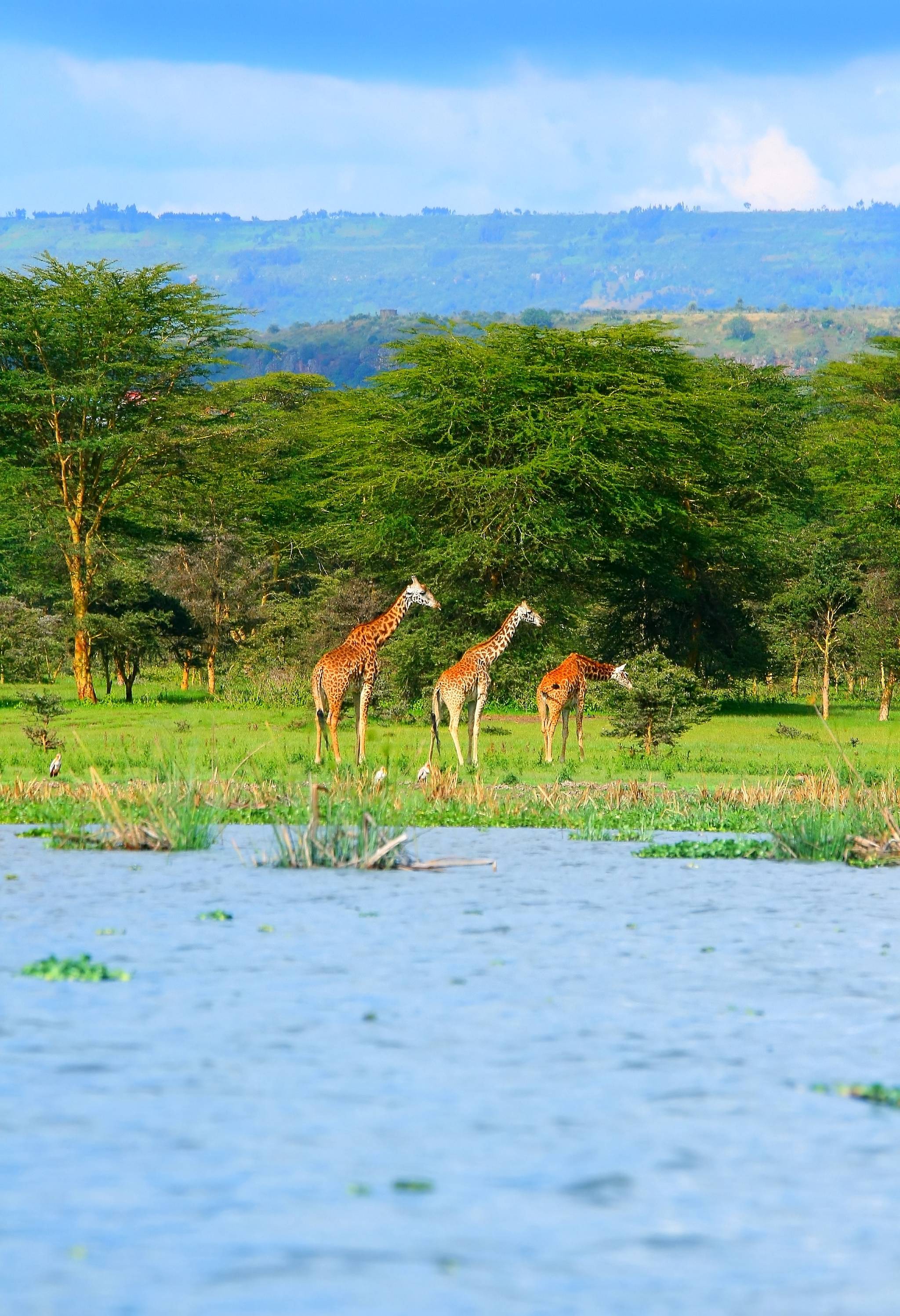 lago navaisha