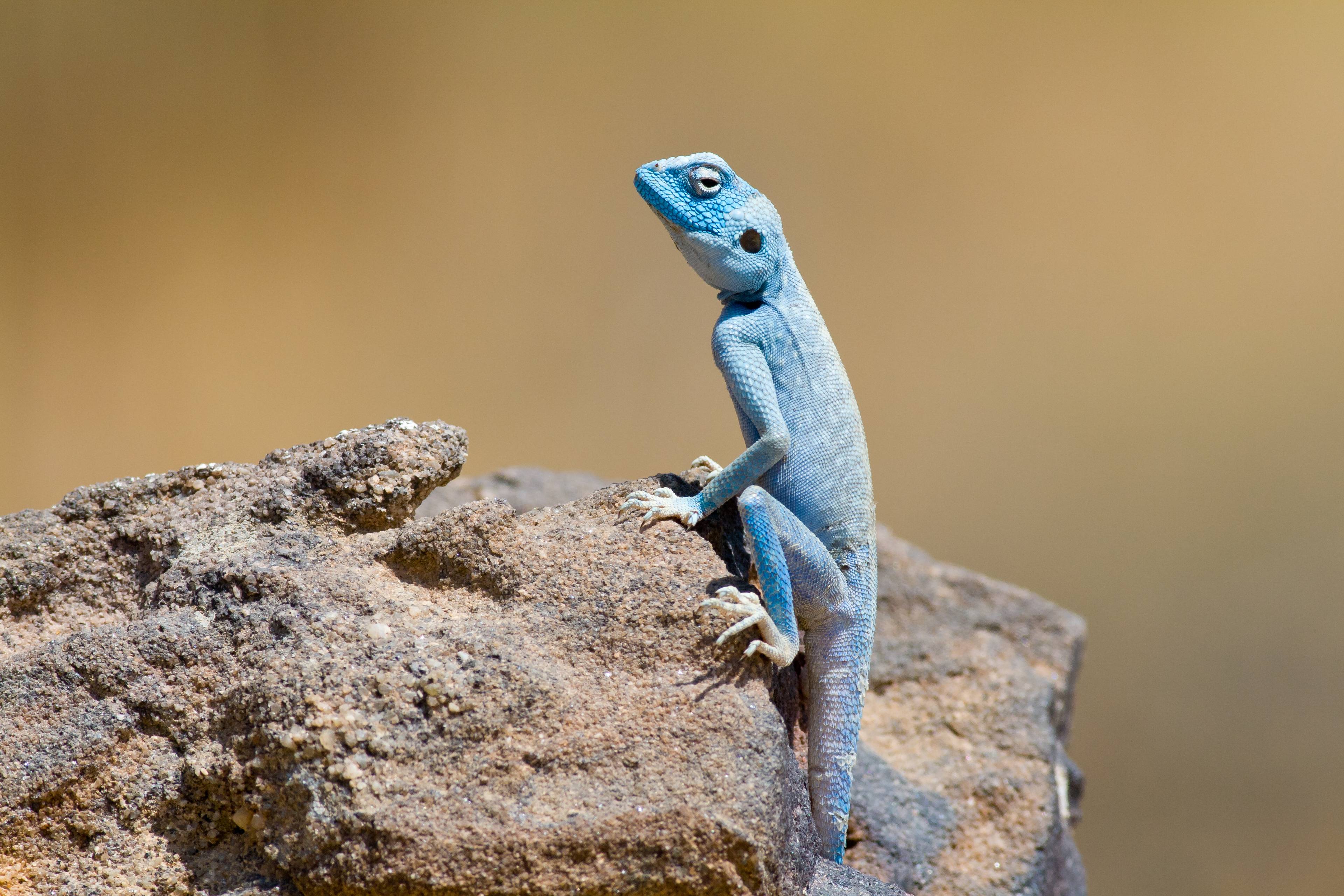 camaleonte azzurro riserva di dana giordania