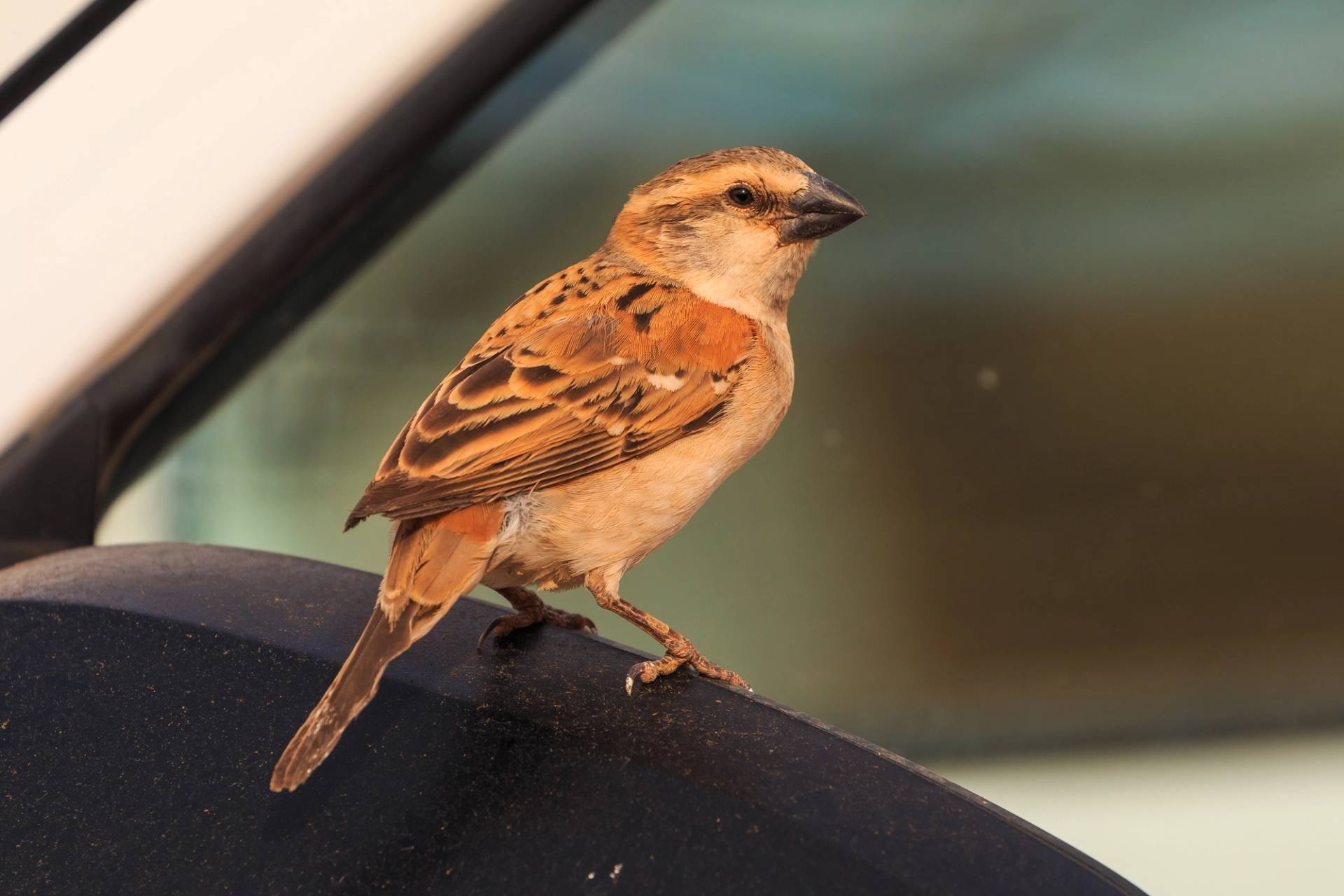 little bird