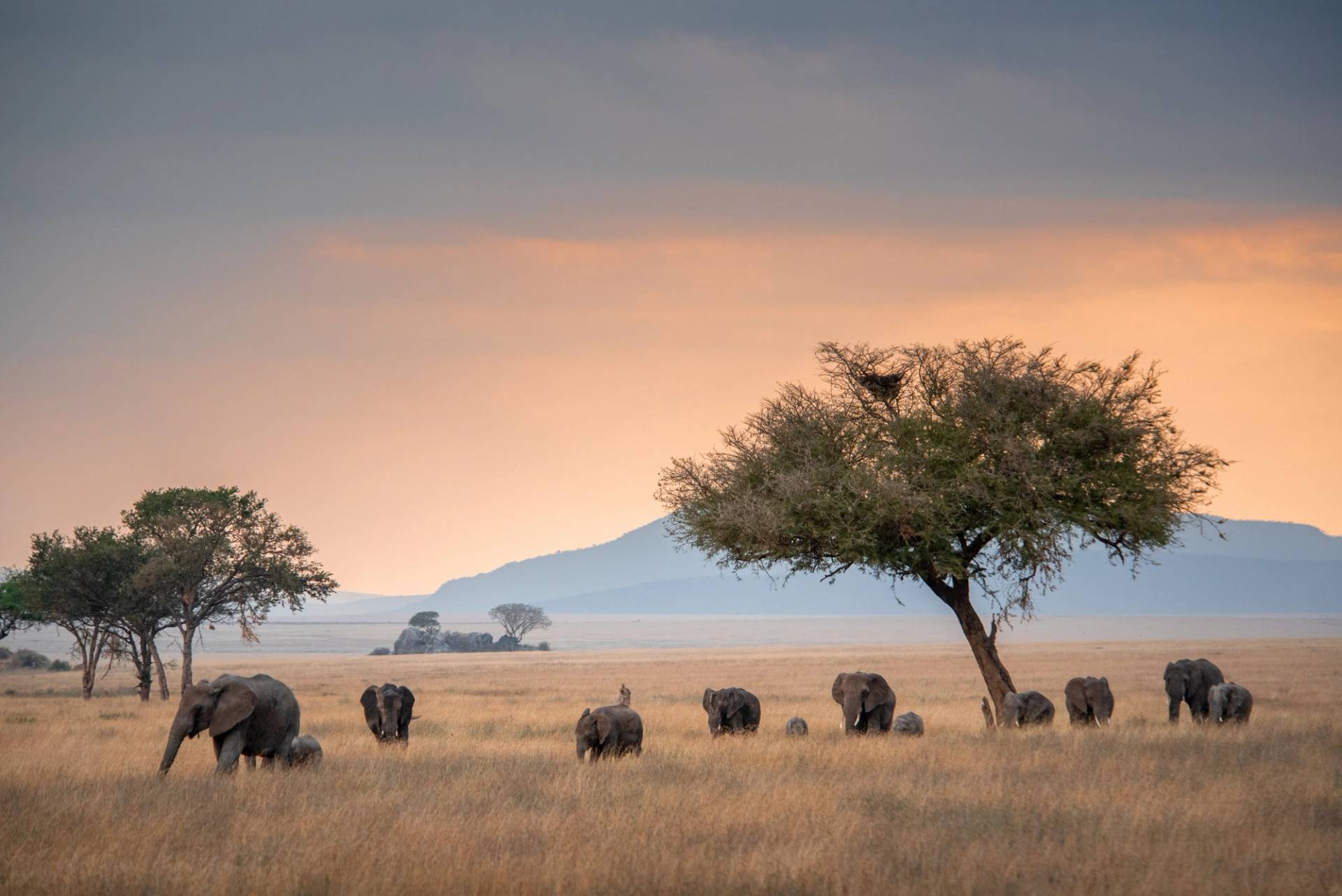 serengeti