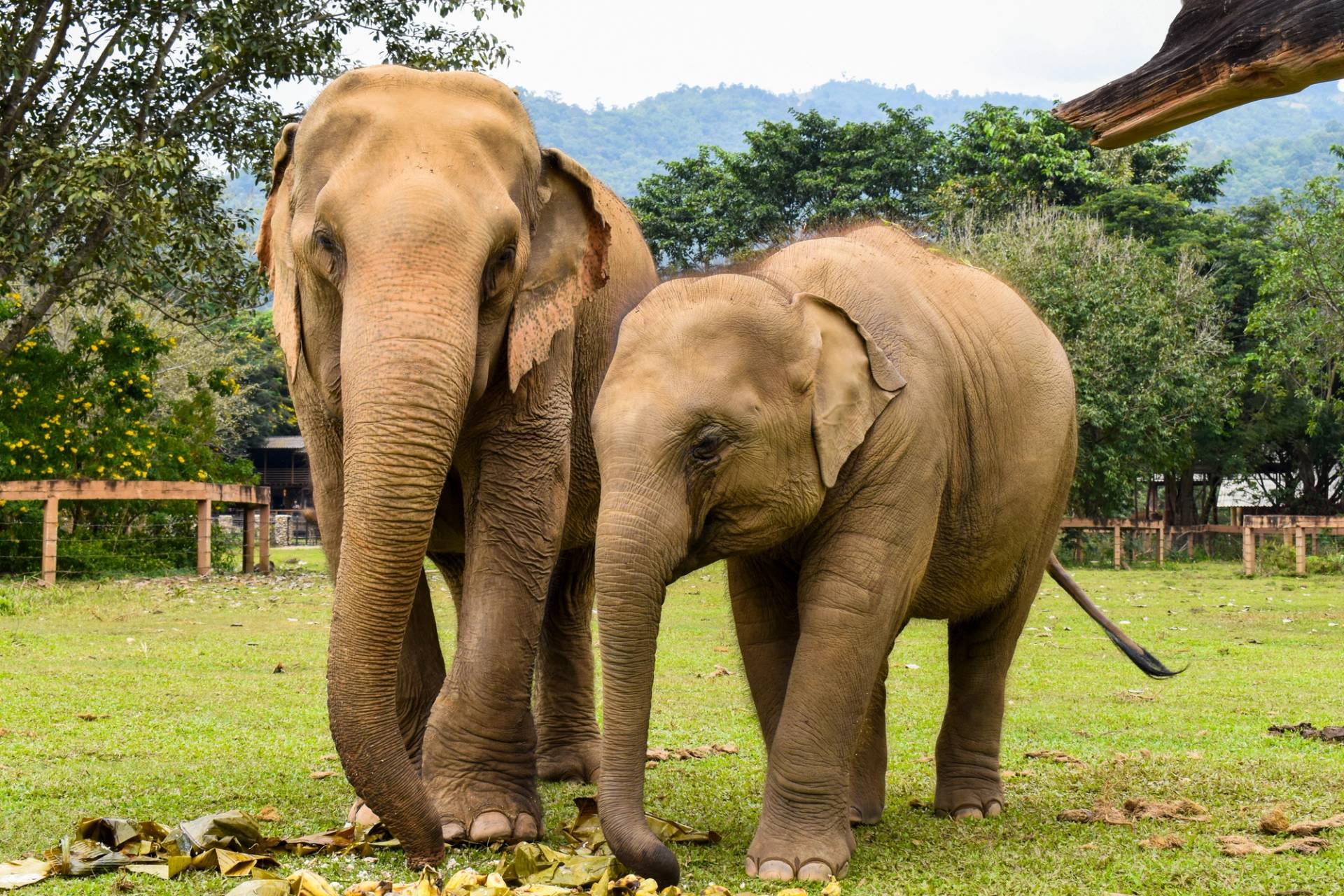 elephant nature park
