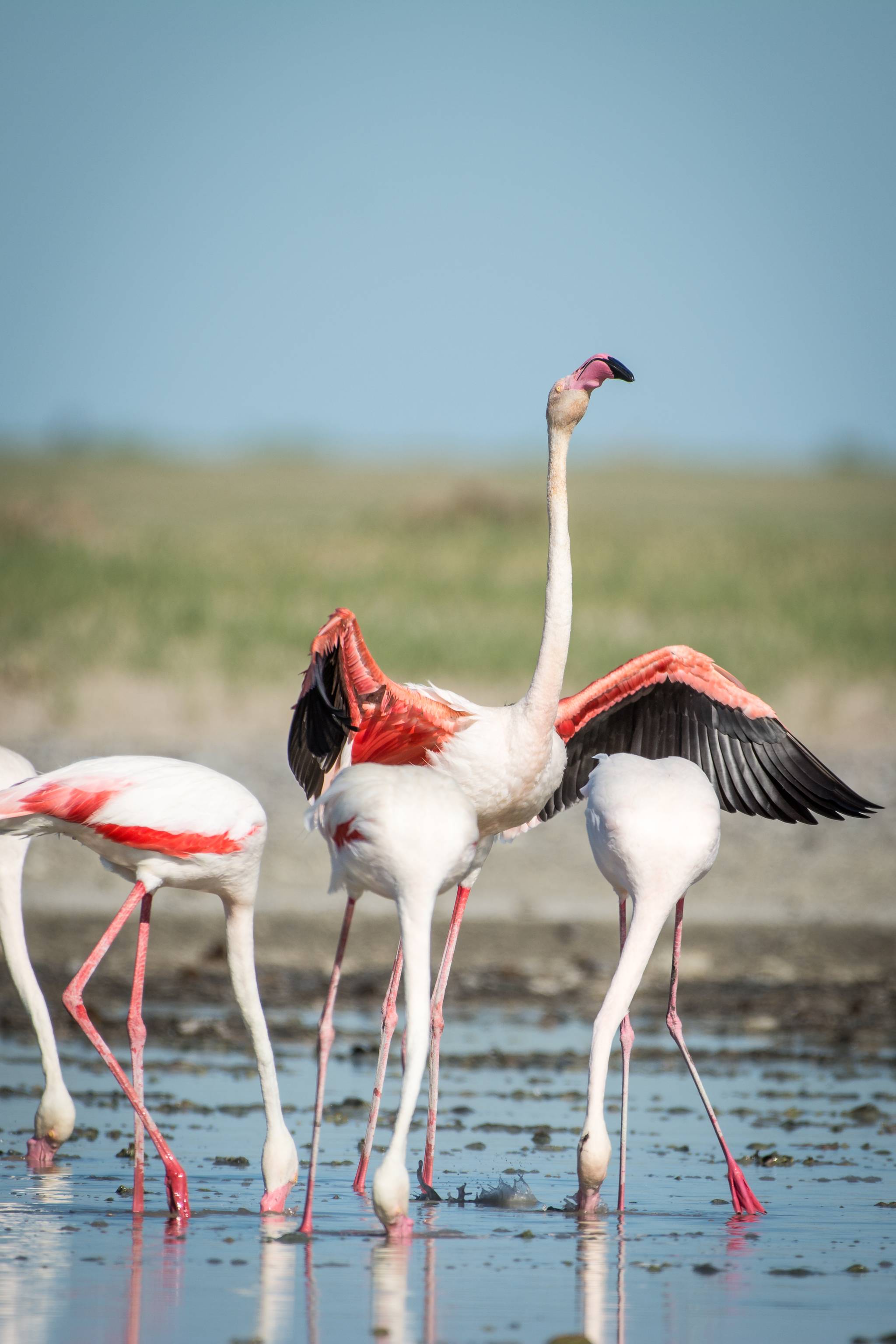 bacino di makgadikgadi