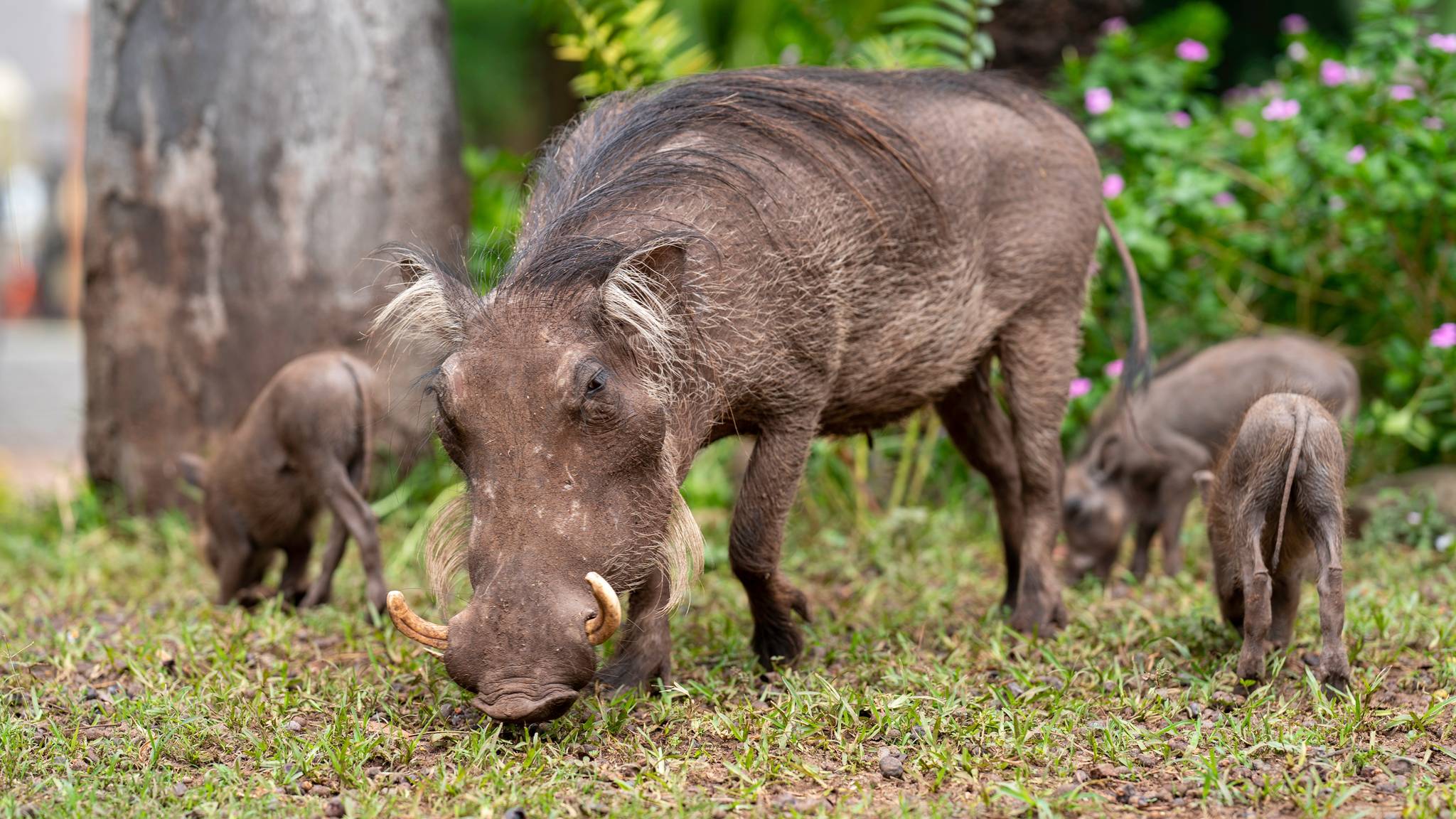 facocero in botswana