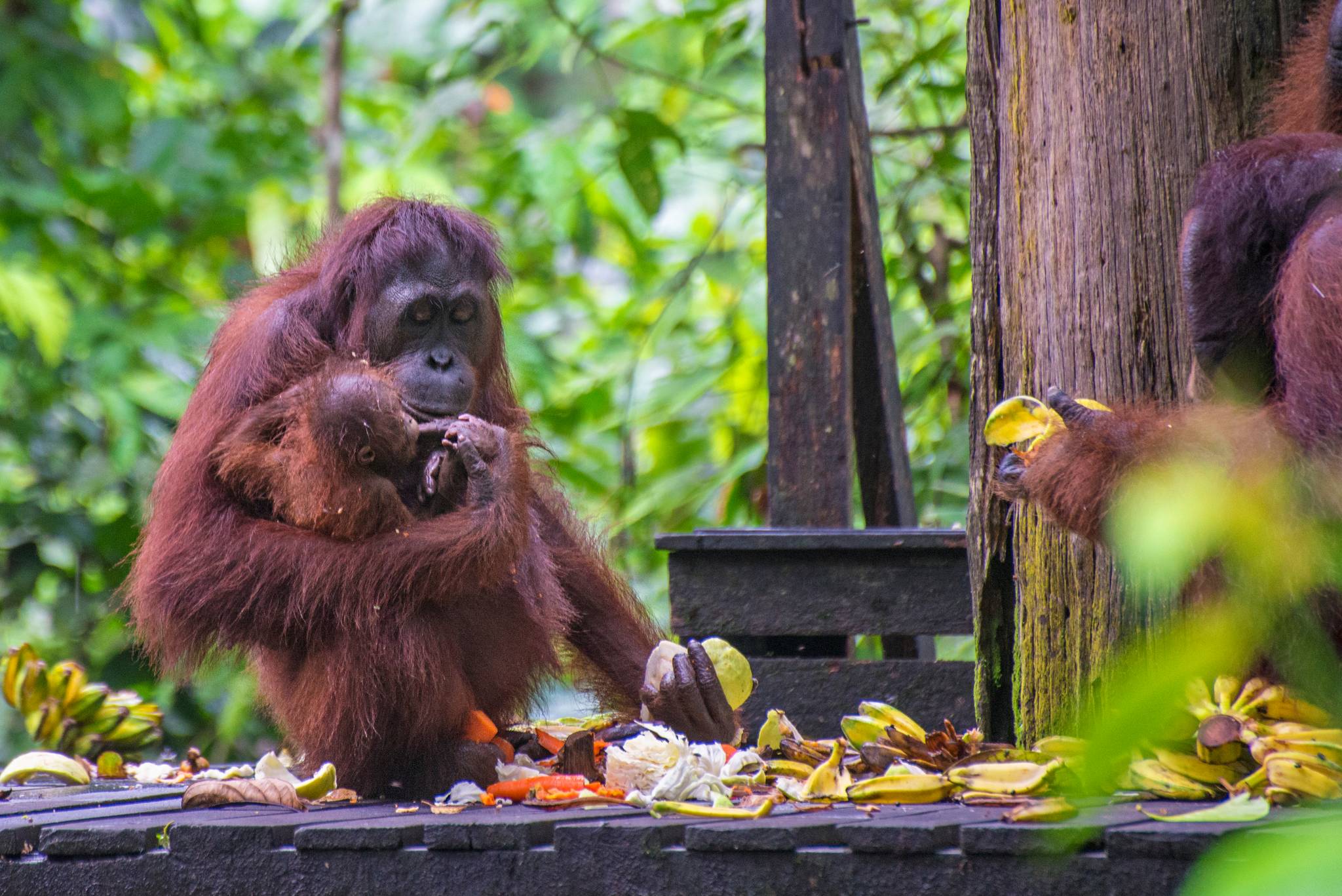 orangutan