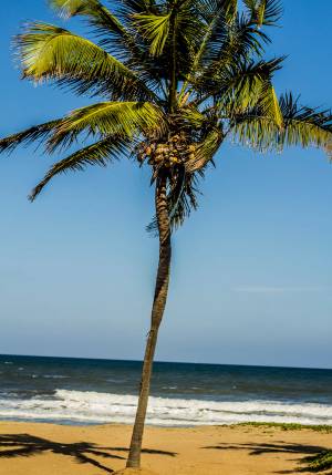 spiaggia con palma