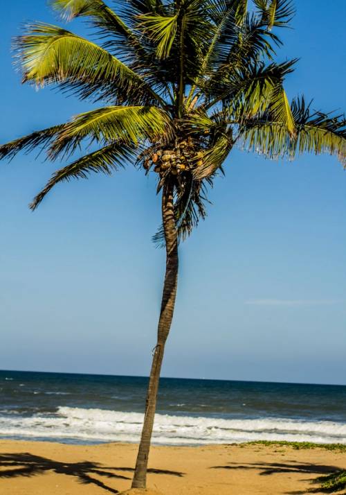 spiaggia con palma