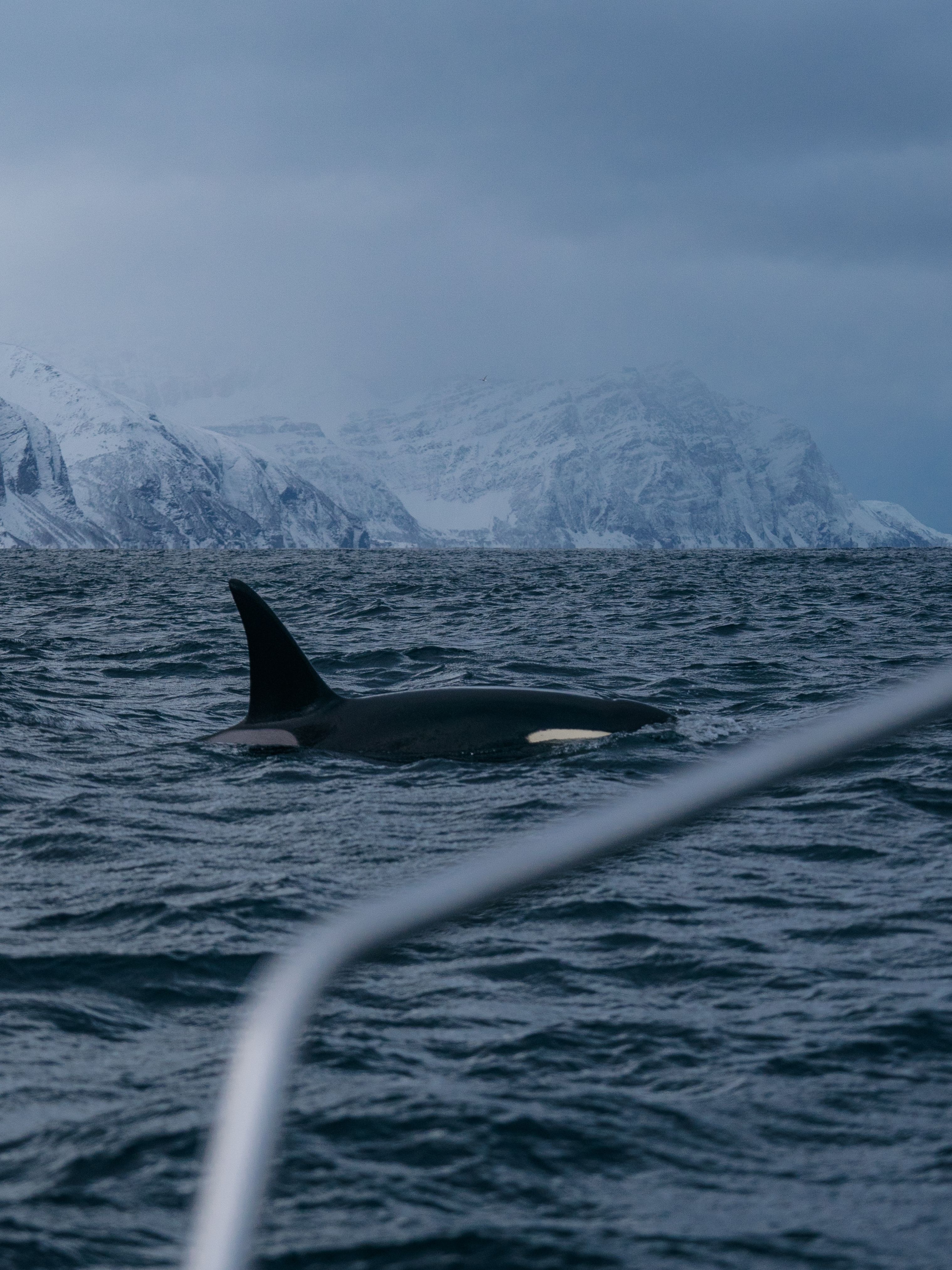 escursione balene tromso norvegia