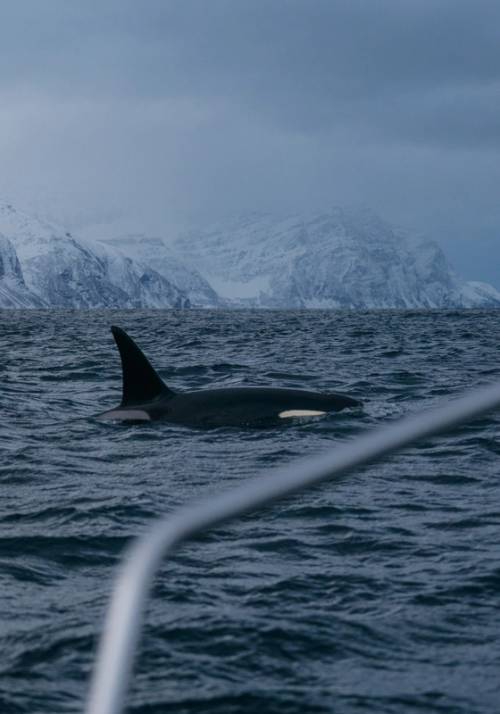 escursione balene tromso norvegia