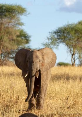elefante nel parco tarangire