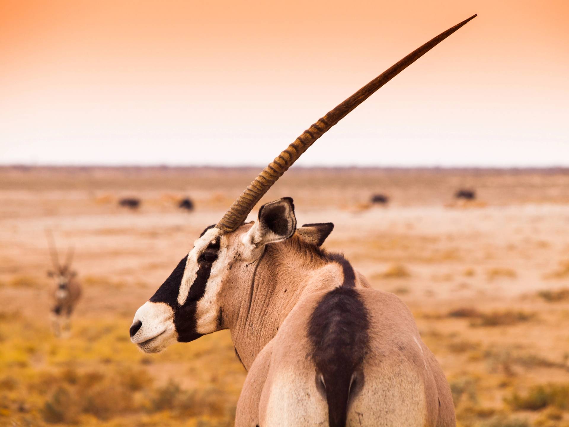 Splendid tour of Namibia cover