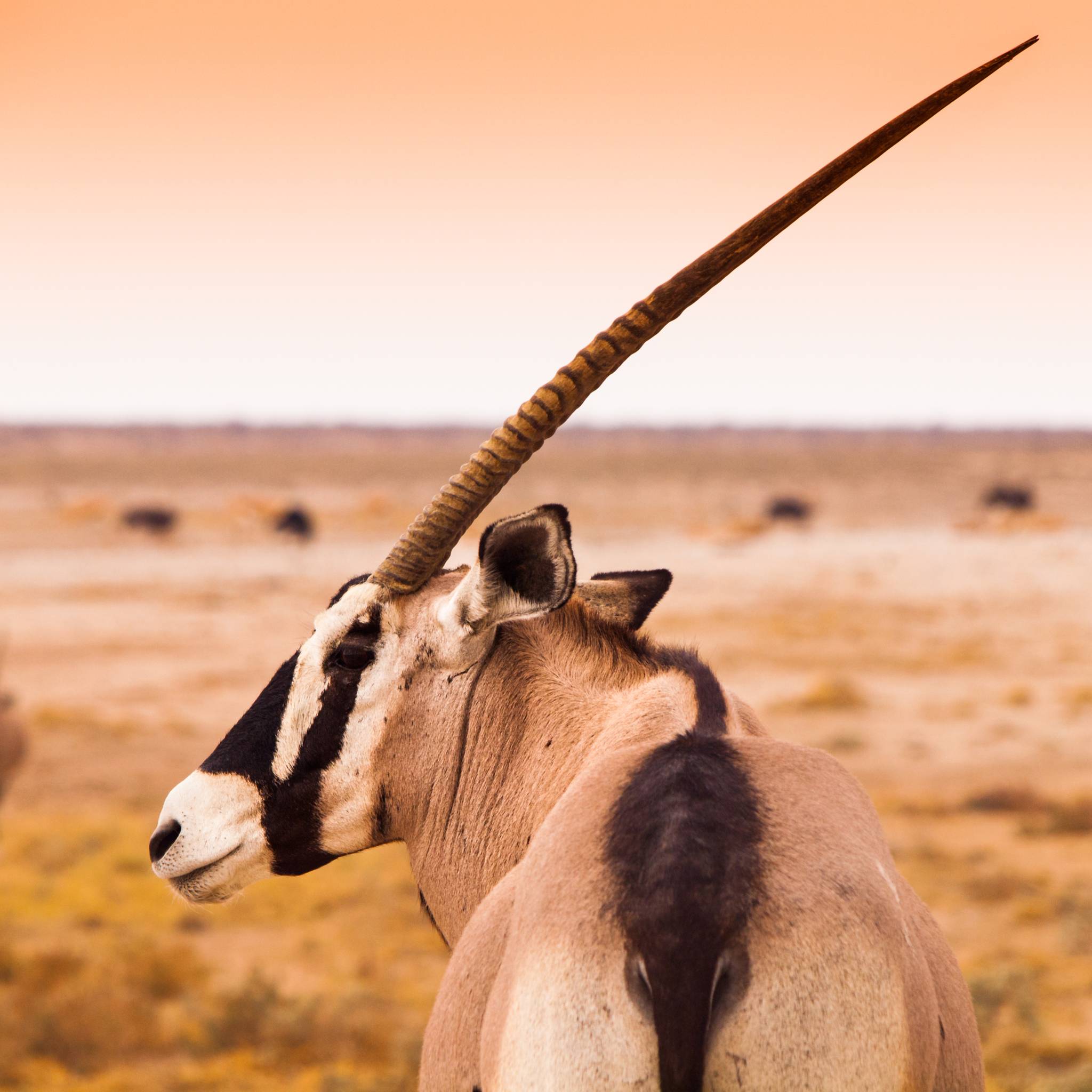 Tour splendida Namibia