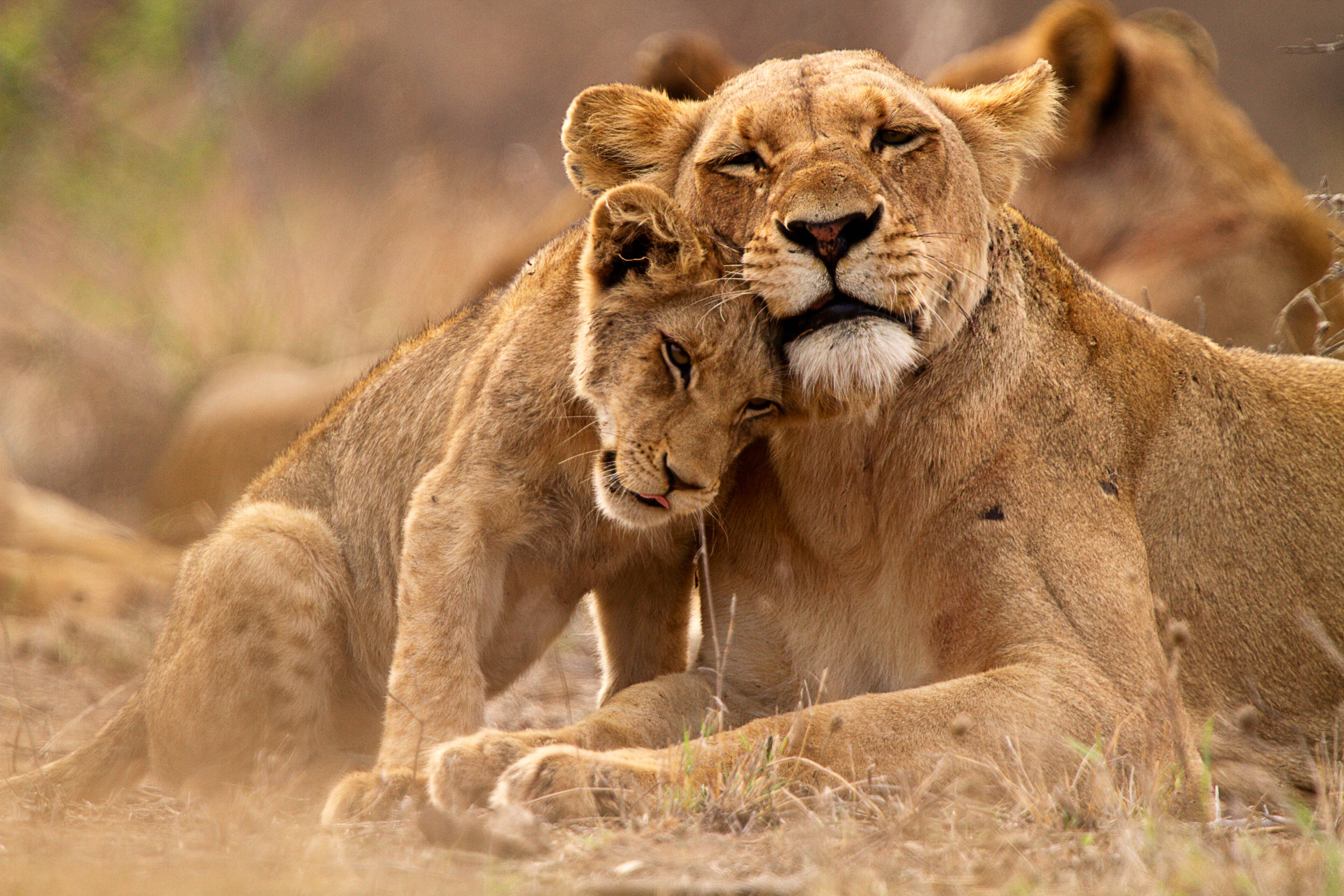 due leoni al parco nazionale kruger