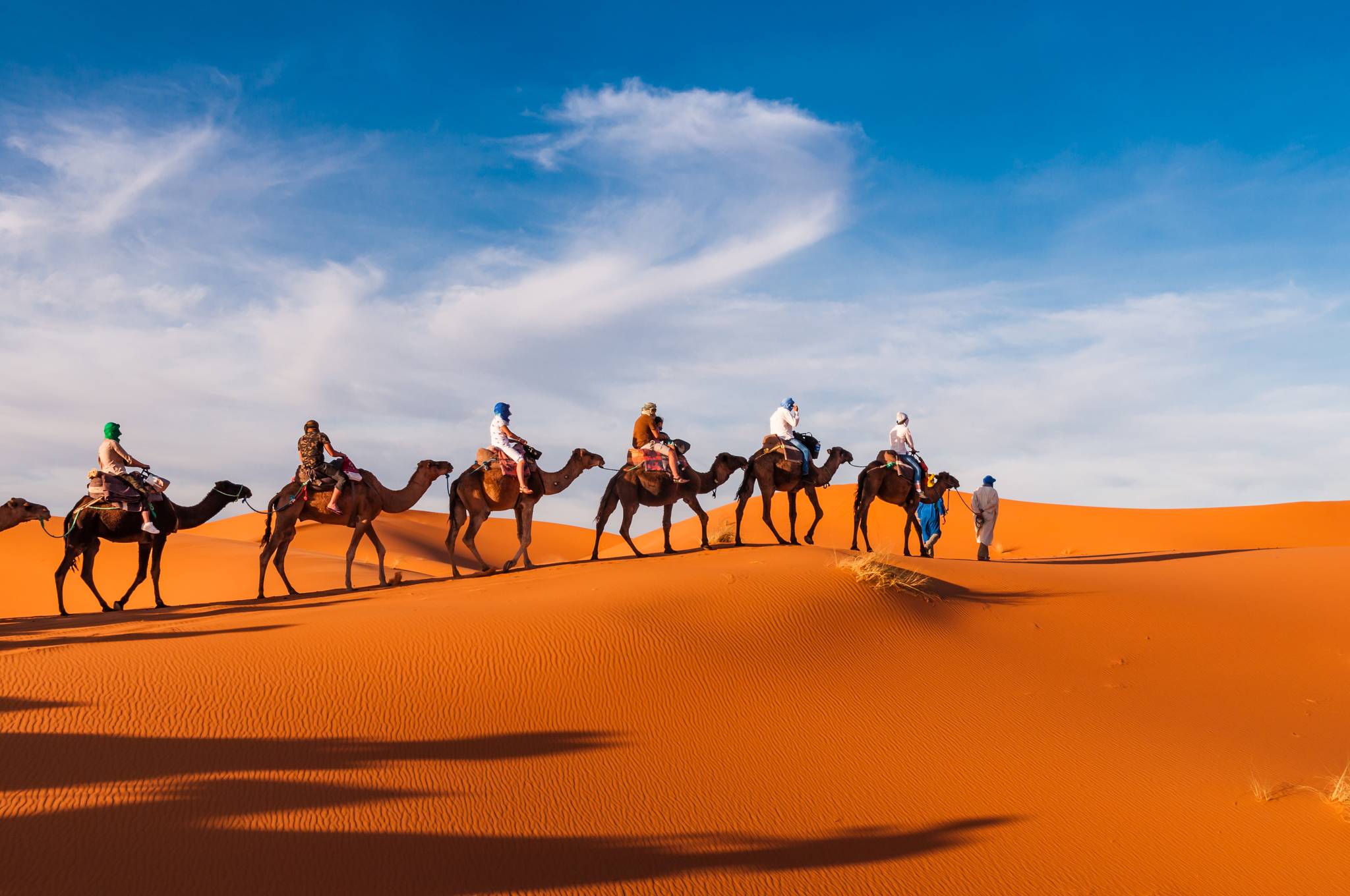 cammelli nel deserto