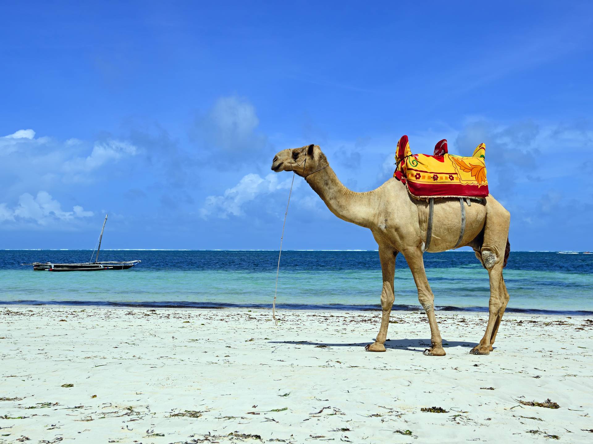 Tour Kenya between safaris and sea cover