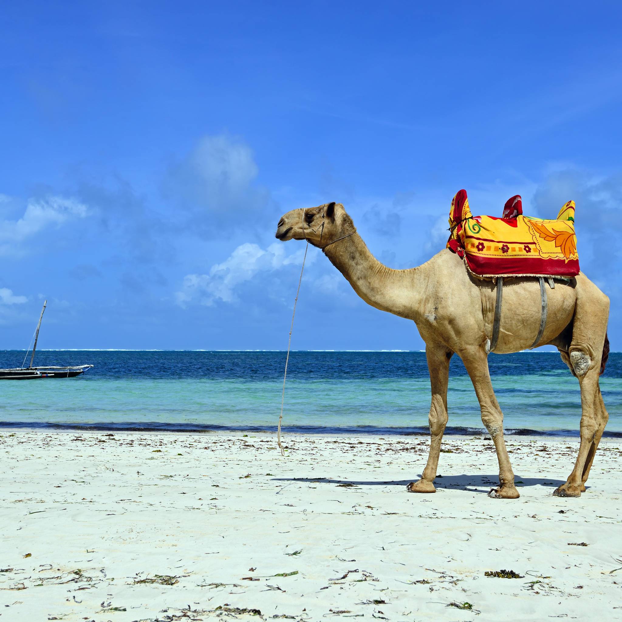 Tour Kenya tra safari e mare
