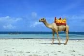 cammello sulla spiaggia