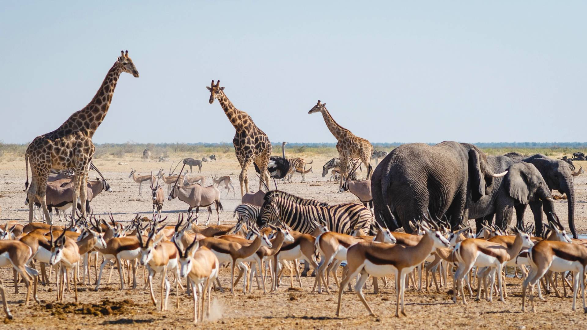 animali nel parco nazionale di etosha