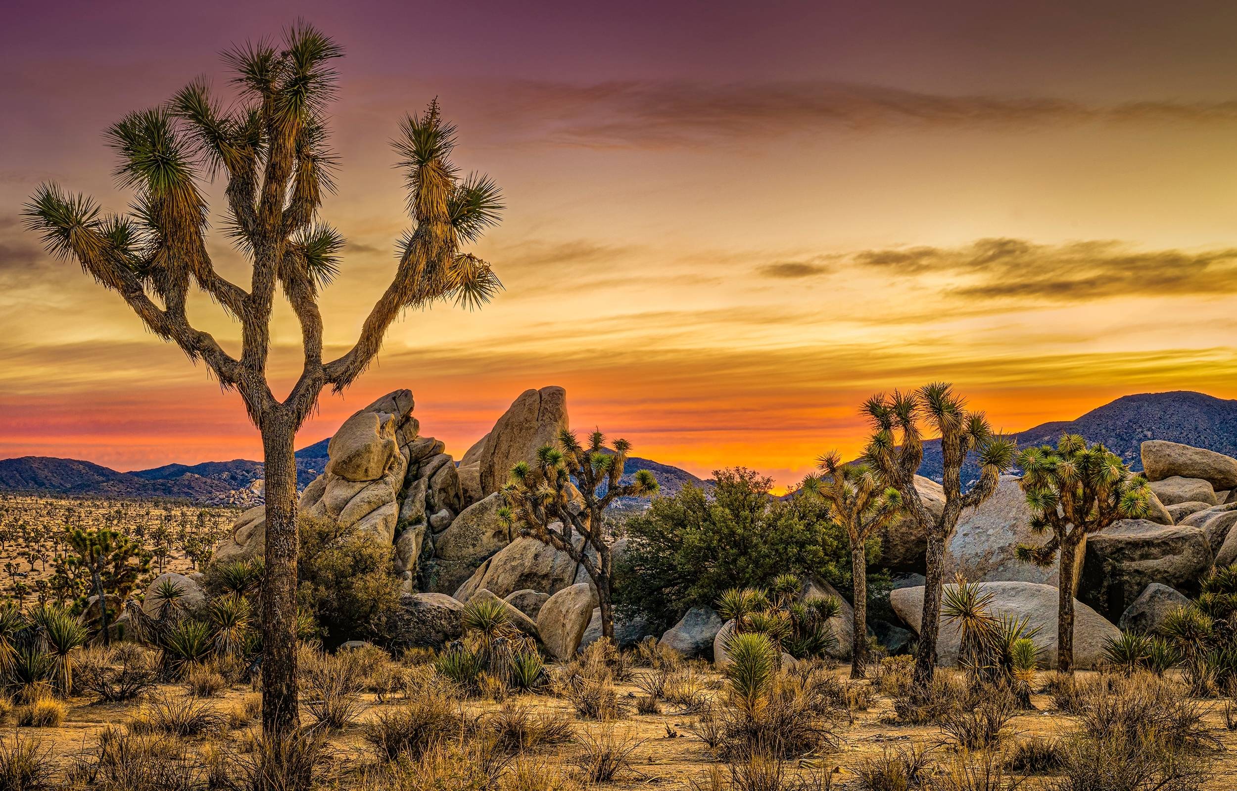joshua tree national park