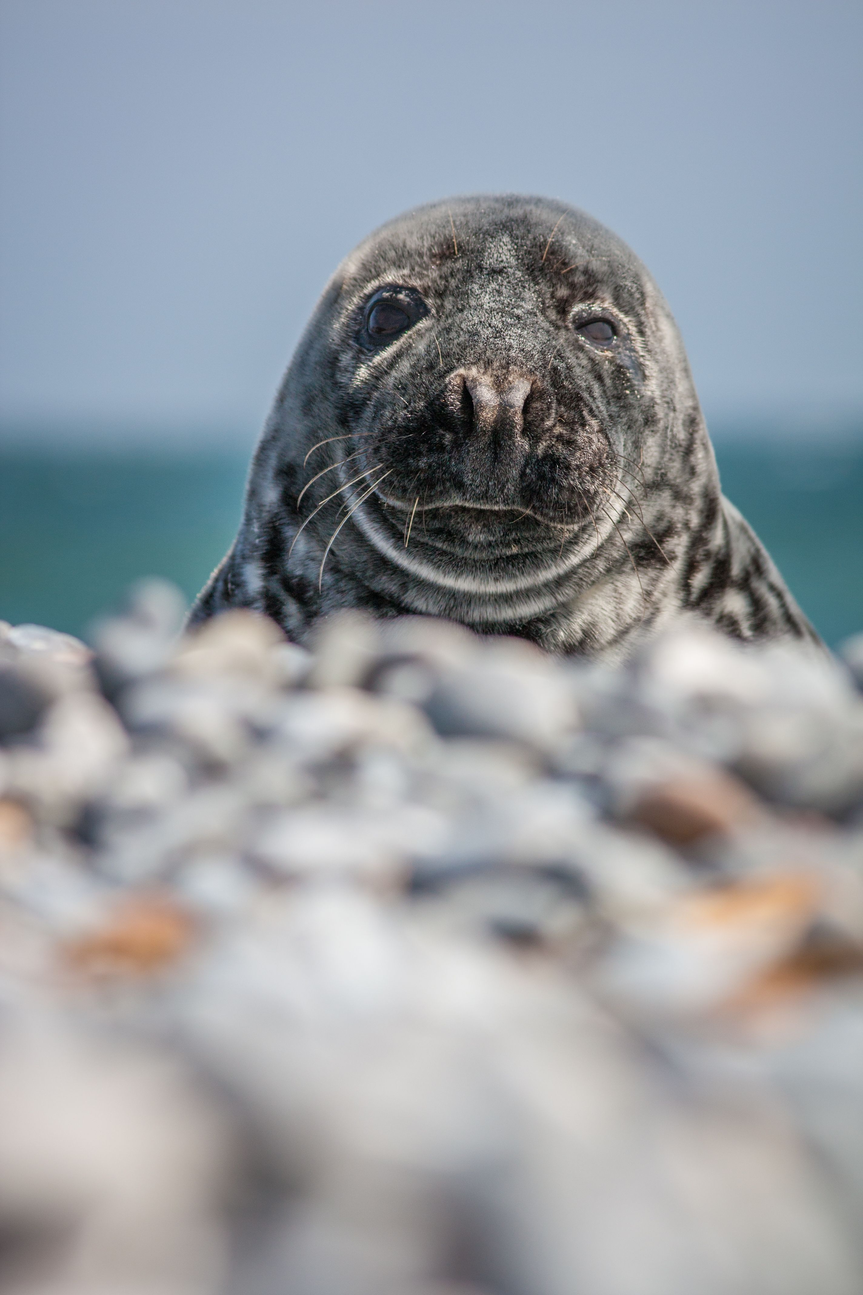 foca in nuova zelanda