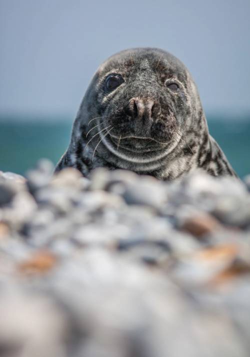 foca in nuova zelanda