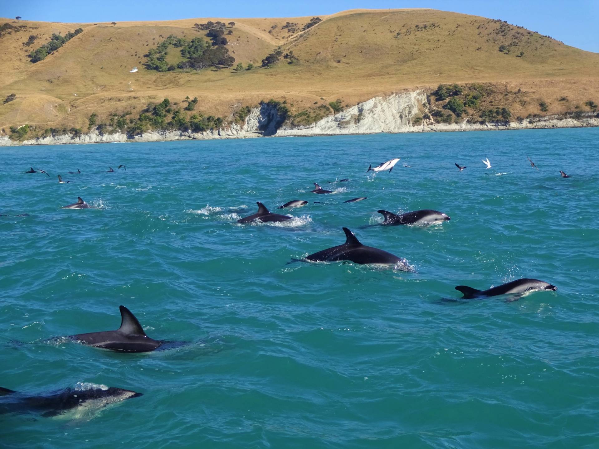 delfini a kaikoura