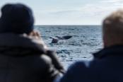 escursione balene in norvegia