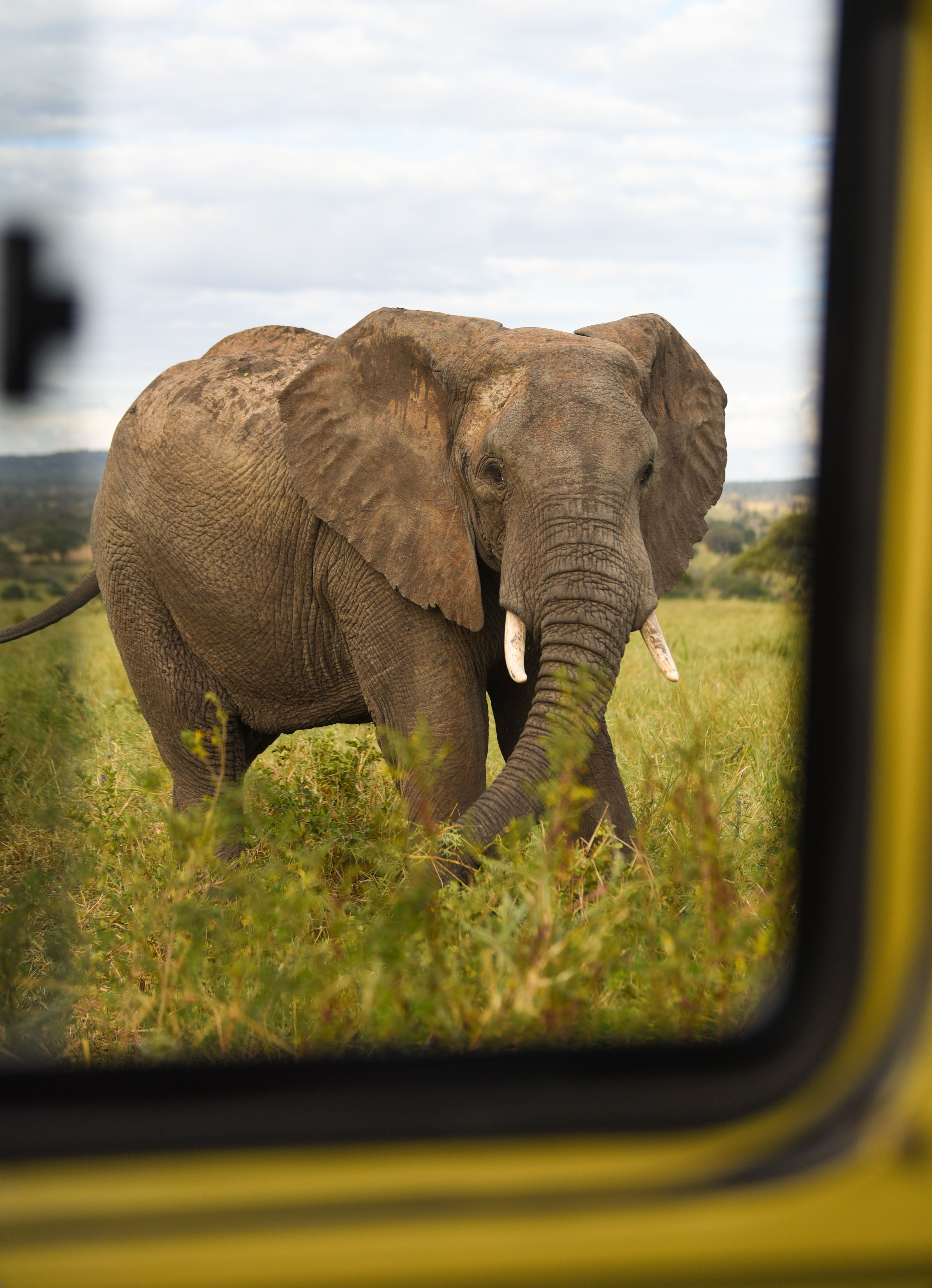 elefante al tarangire national park