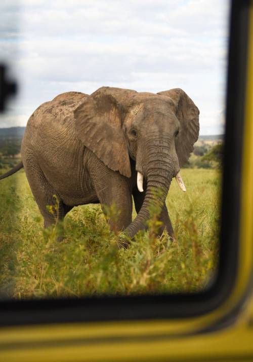 elefante al tarangire national park