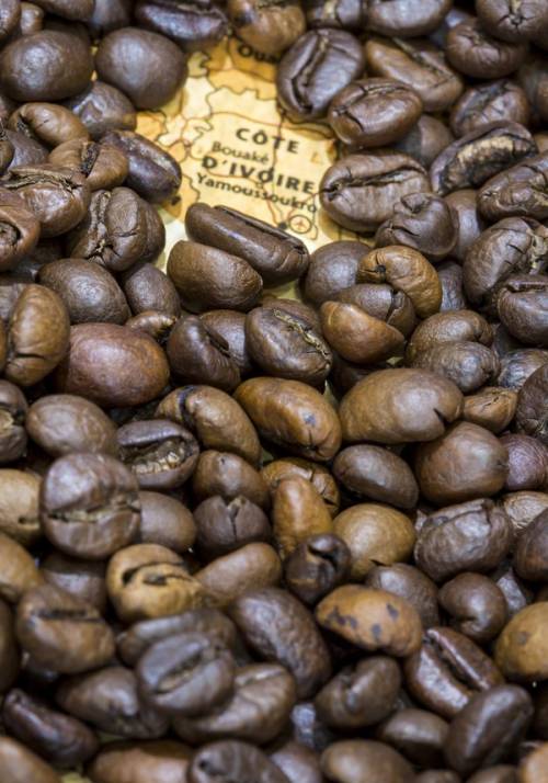 cacao della costa d avorio