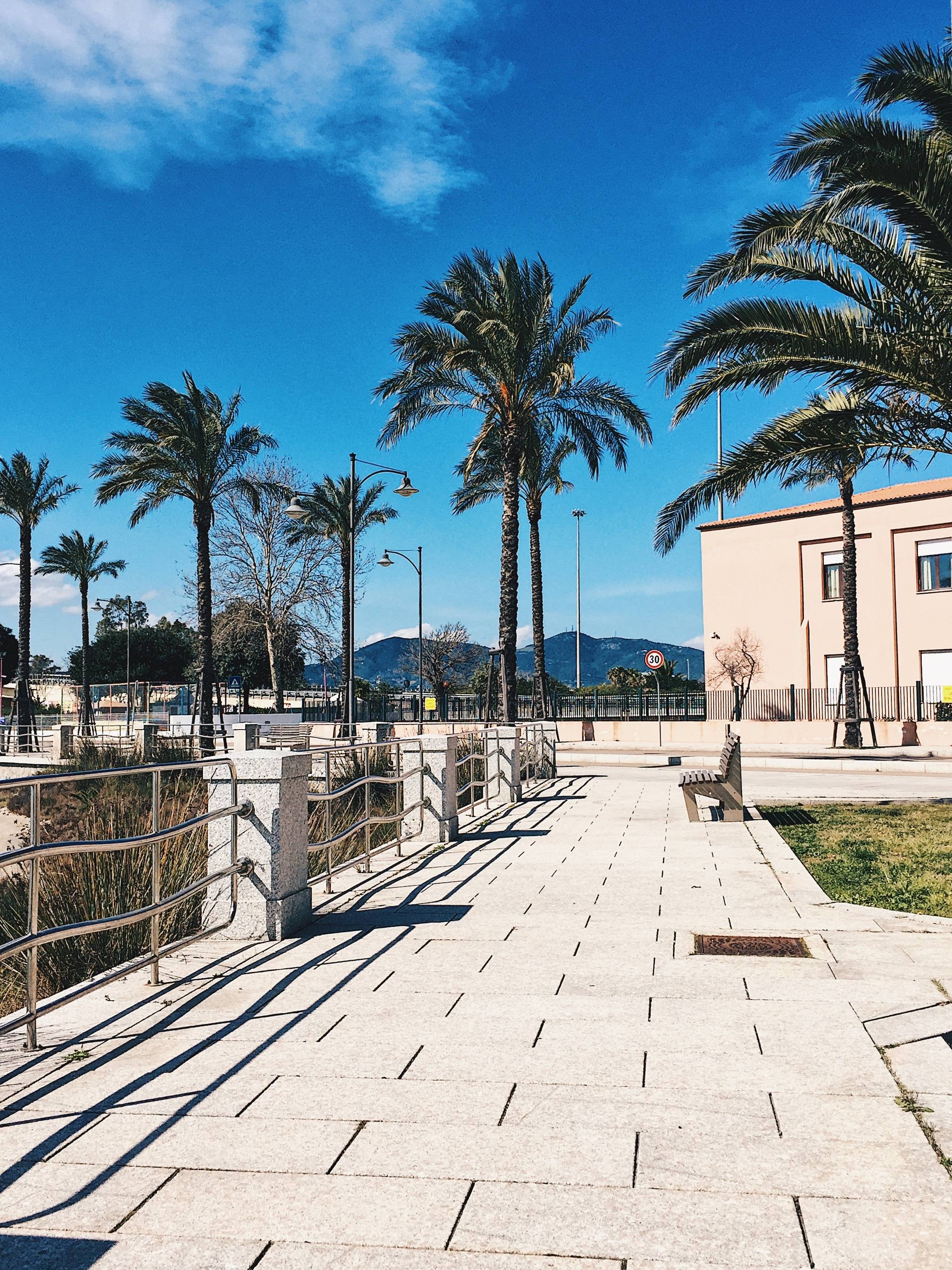 palms in olbia