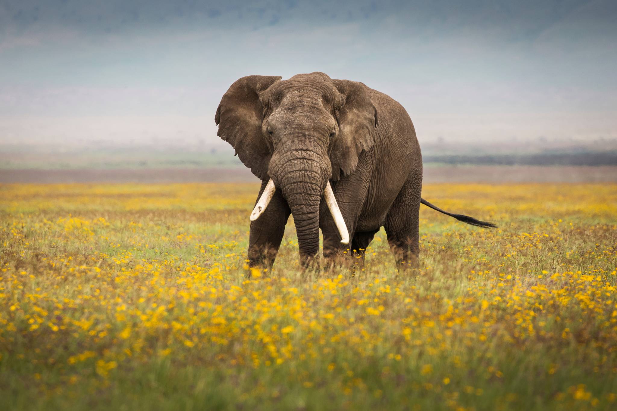 elefante in mezzo ad un campo di fiori