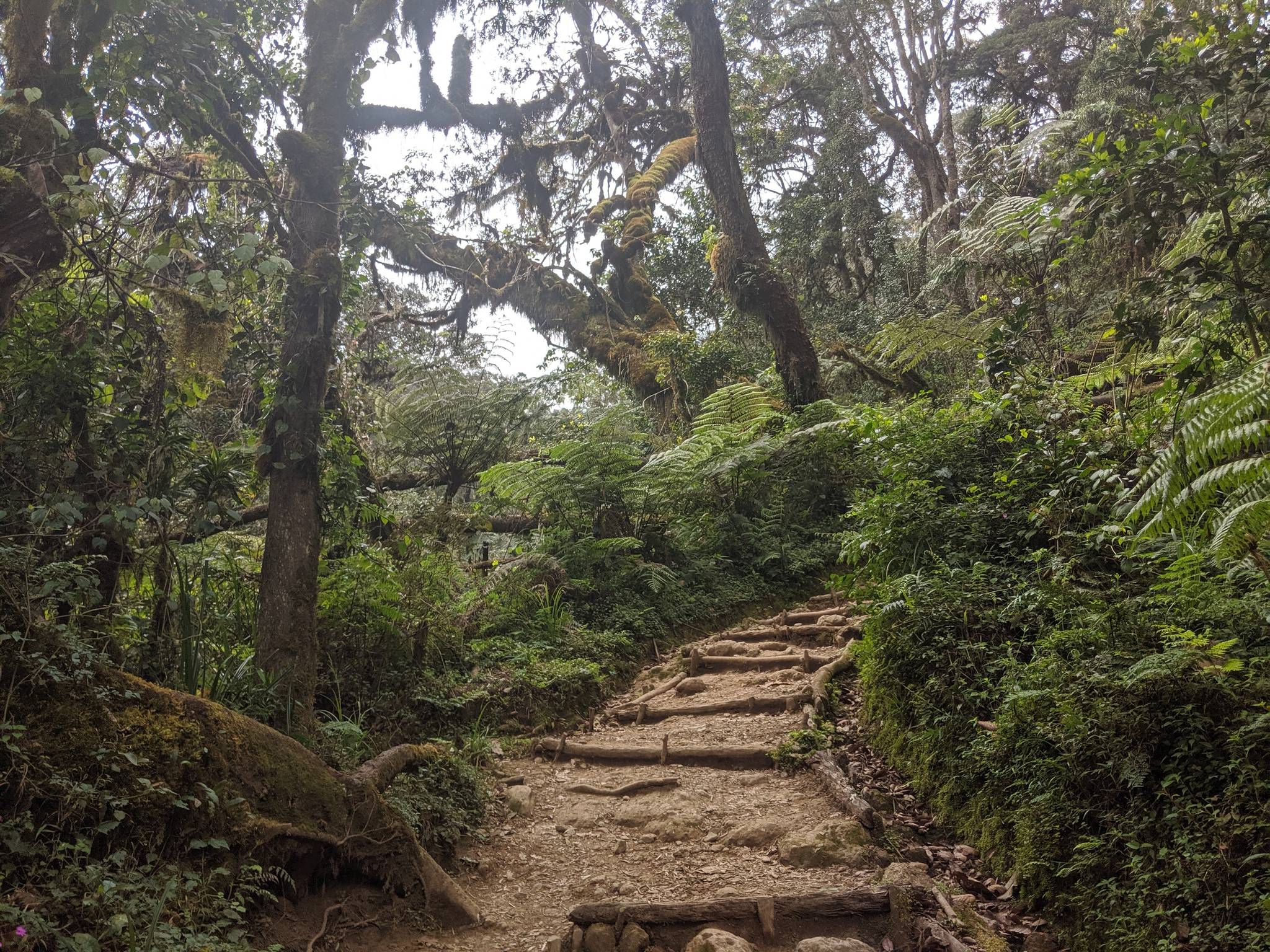 foresta per marangu gate