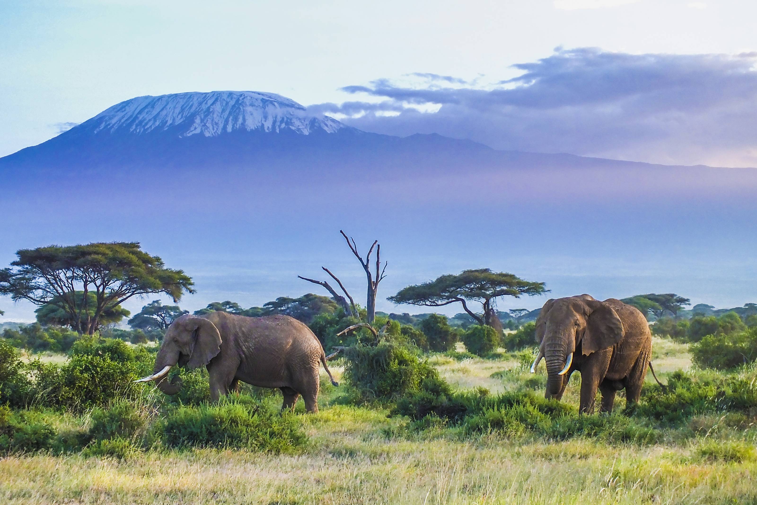 elephants and Kilimanjaro