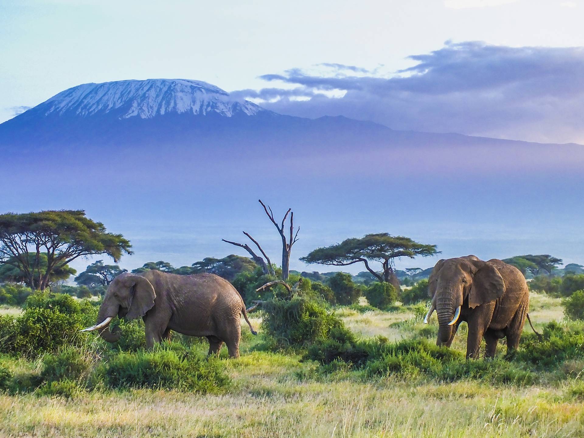 Trekking on Kilimanjaro and Safari in Tanzania cover