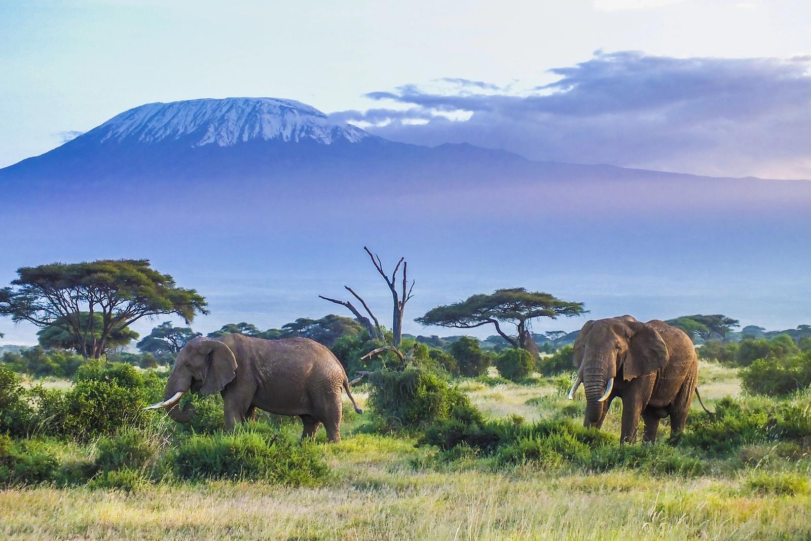 elefanti e kilimangiaro
