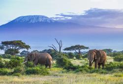 elefanti e kilimangiaro