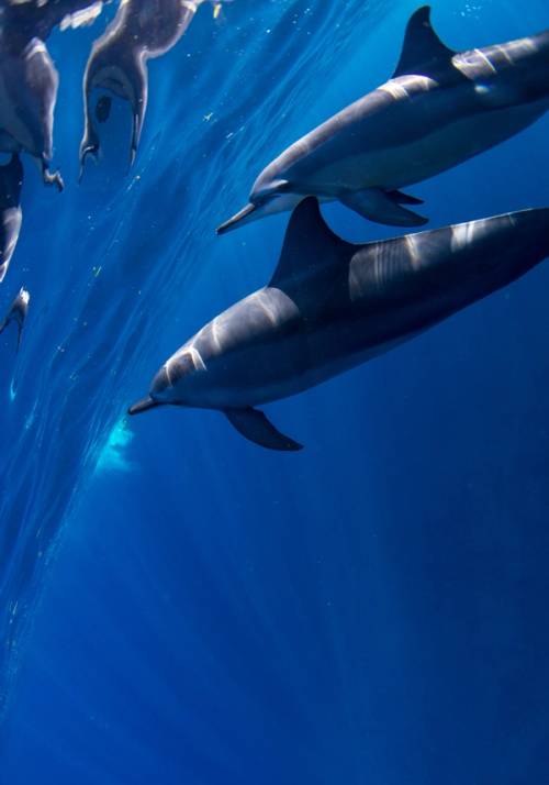 delfini all ocean sanctuary alle maldive