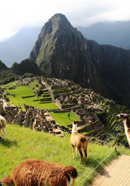 Machu Picchu