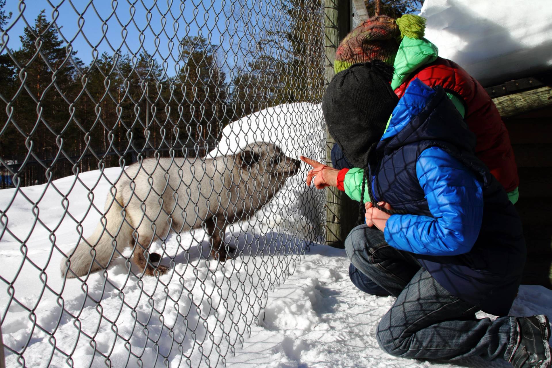 animali zoo artico ranua finlandia
