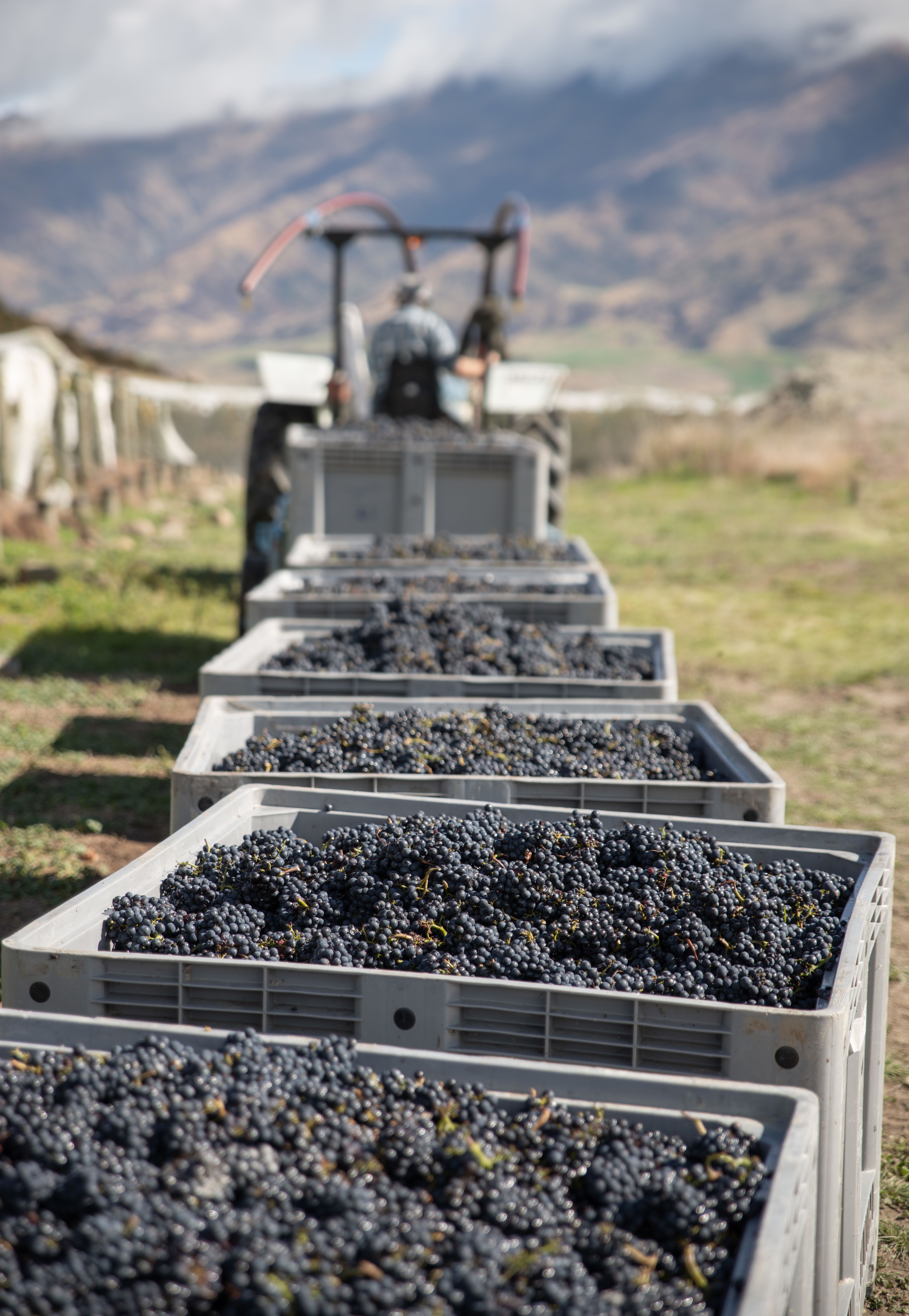 vigna in nuova zelanda