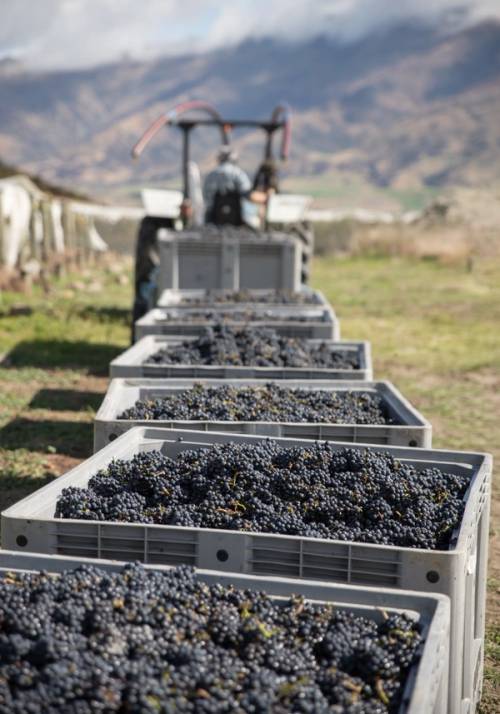 vigna in nuova zelanda