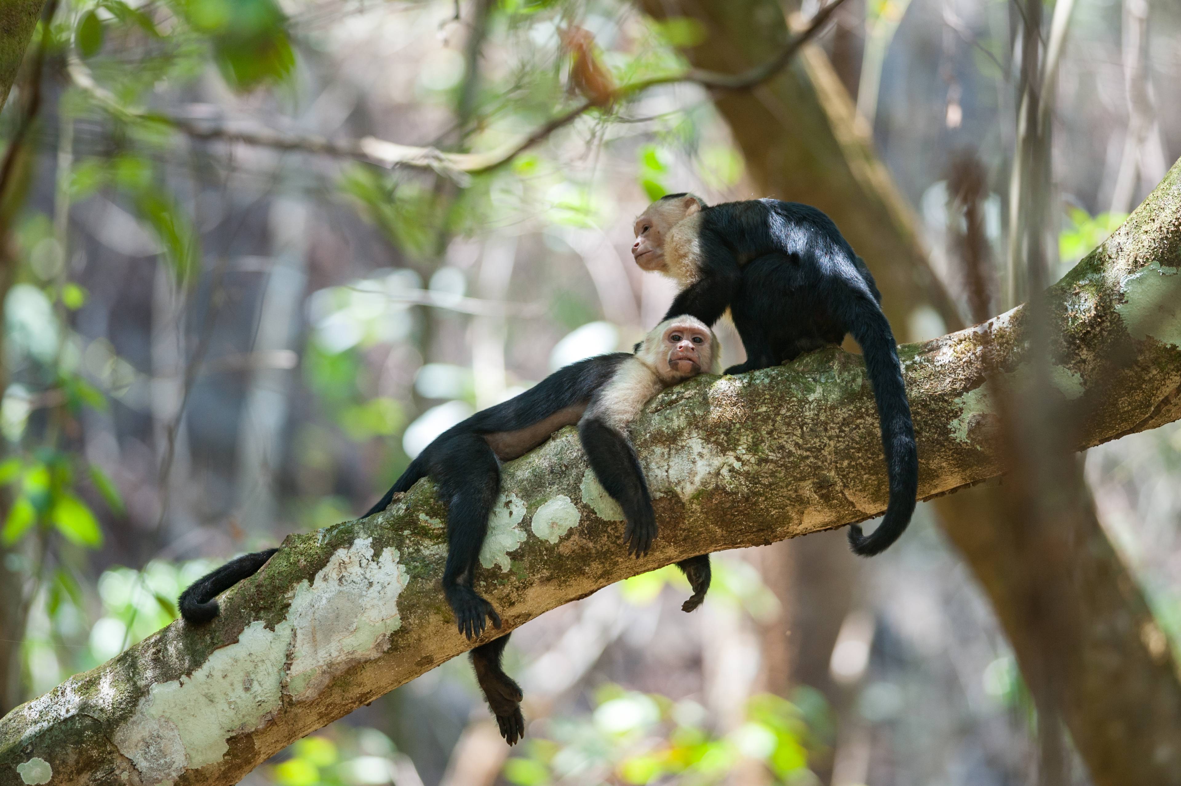 scimmie parco nazionale di corcovado costa rica