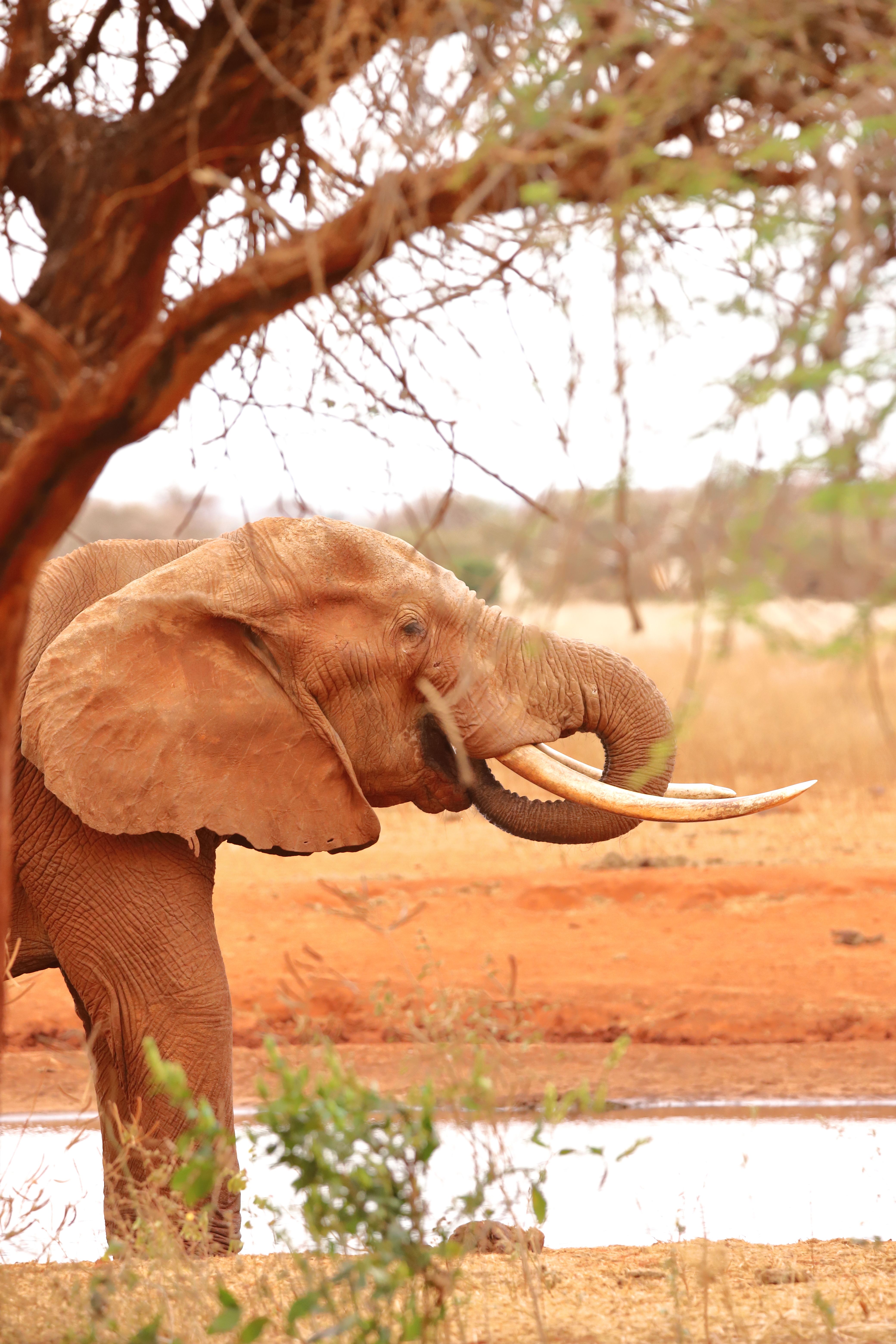 elefante nella savana