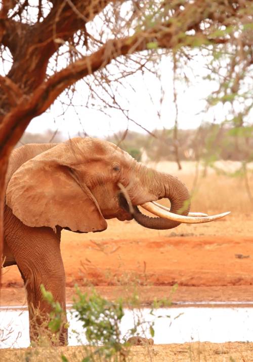 elefante nella savana