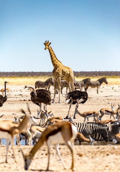 animali al parco etosha