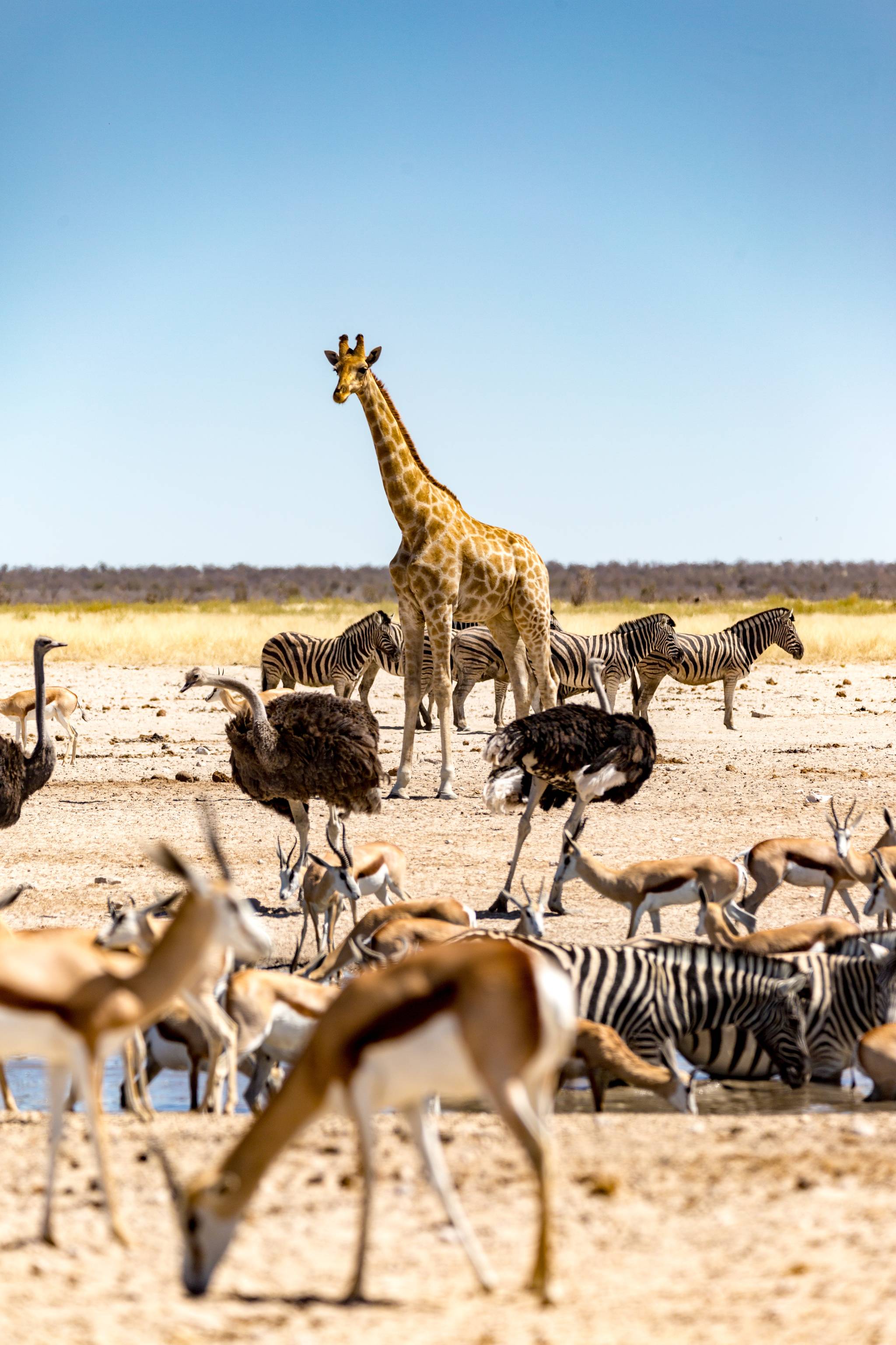 parco nazionale di etosha