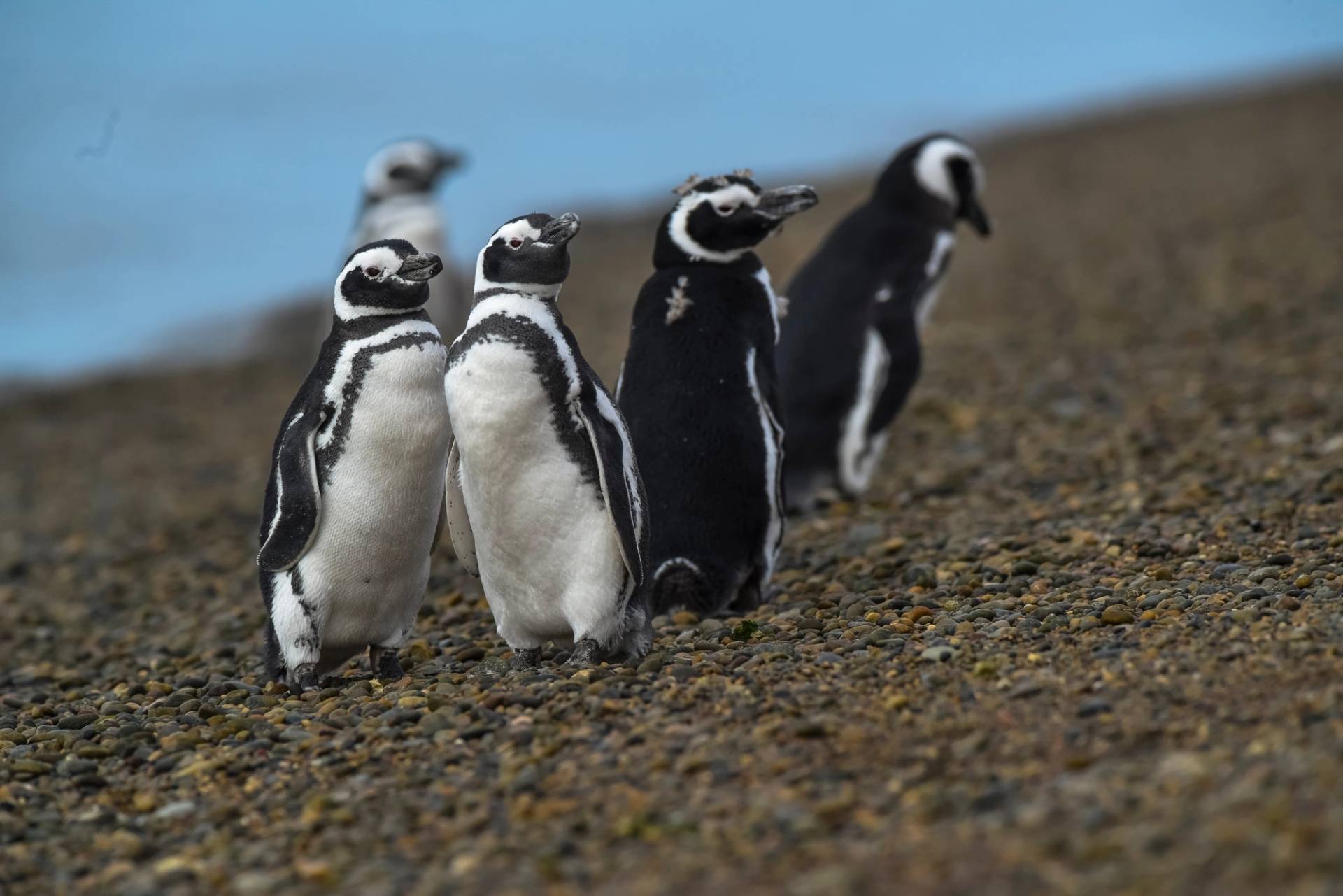 pinguini di el pedral